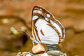 Ghost Damascene Dynamine athemon ssp.