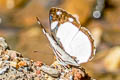Ghost Damascene Dynamine athemon ssp.