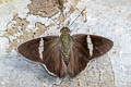 Gmelin's Banded Skipper Autochton bipunctatus