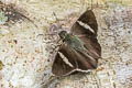 Gmelin's Banded Skipper Autochton bipunctatus