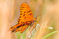 Gulf Fritillary Dione vanillae maculosa