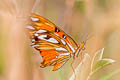 Gulf Fritillary Dione vanillae maculosa