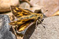 Isonira Skipper Hylephila isonira ssp.