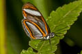 Ithomeis aurantiaca lauronia