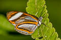 Ithomeis aurantiaca lauronia