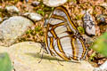 Lesser Page Metamorpha elissa pulsitia (Elissa Page)