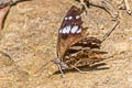 MottledPurplewing Eunica caelina caelina