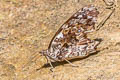 MottledPurplewing Eunica caelina caelina