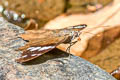 MottledPurplewing Eunica caelina caelina