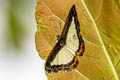 Nymphidium azanoides amazonensis