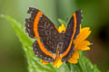 Orange-banded Gem Crocozona coecias coecias