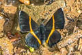 Orange-banded Metalmark Parcella amarynthina