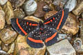 Orange-dotted Metalmark Amarynthis meneria
