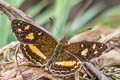 Orange-etched Crescent Telenassa berenice ssp.