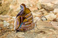 Orion Cecropian Historis odius dious