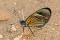 Polymorphic Crescent Castilia perilla