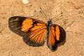 Polymorphic Crescent Castilia perilla