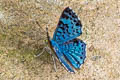 Shining-blue Lasaia Lasaia agesilas agesilas (Black-patch Bluemark)