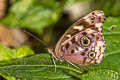 Shining Purplewing Eunica alpais alpais