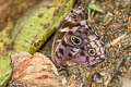 Shining Purplewing Eunica alpais alpais