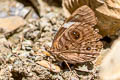Shining Purplewing Eunica alpais alpais