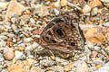 Shining Purplewing Eunica alpais alpais