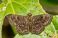 Staphylus oeta