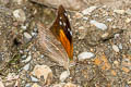 Tailed Cecropian Historis acheronta acheronta