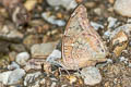 Tailed Cecropian Historis acheronta acheronta