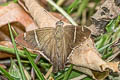 Tanna Longtail Spicauda tanna