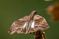 Theagenes albiplaga