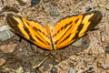 Tiger Mimic Crescent Eresia eunice ssp.