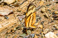 Tiger Mimic Crescent Eresia eunice ssp.