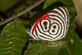 Widespread Eighty-eight Diaethria clymena peruviana