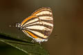 Aetolus Hairstreak Arawacus aetolus