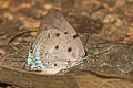 Aquamarine Hairstreak Oenomaus ortygnus