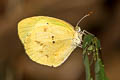 Banded Yellow Barred daira lydia