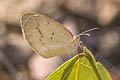 Banded Yellow Barred daira lydia