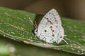 Celmus Hairstreak Celmia celmus 