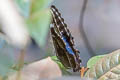 Common Morpho Morpho helenor ssp.