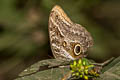 Dusky Owl Butterfly Caligo illioneus ssp.