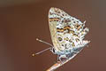 Grey-spotted Scrub Hairstreak Strymon astiocha