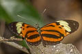 Numata Longwing Heliconius numata ssp.