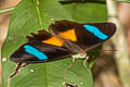 Obrinus Olivewing Nessaea obrinus lesoudieri