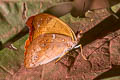 Orange Banner Temenis laothoe ssp.