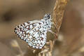 Orcus Checkered Skipper Burnsius orcus 