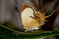 Spangled Cupid Helicopis cupido ssp.