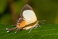 Spangled Cupid Helicopis cupido ssp.