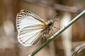 Veined White Skipper Heliopetes arsalte 