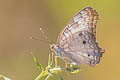 White Peacock Anartia jatrophae jatrophae